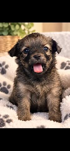Chihuahuas