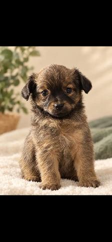 Chihuahuas - Photo 2