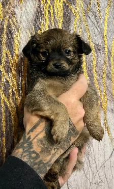 Chihuahuas - Photo 3