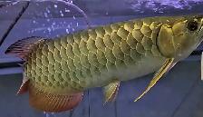 18' merlion premium crossback arowana