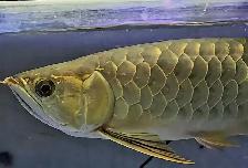 18' merlion premium crossback arowana - Photo 2