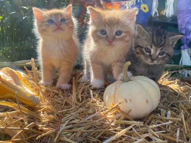 Beautiful Fluffy Kittens! Ready Now!