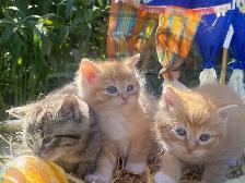 Beautiful Fluffy Kittens! Ready Now! - Photo 2