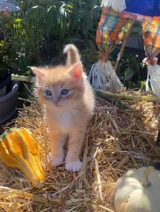 Beautiful Fluffy Kittens! Ready Now! - Photo 3