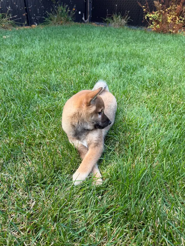 Magnifique chiot Shiba Inu Mâle - TOUT MATERIEL INCLUS