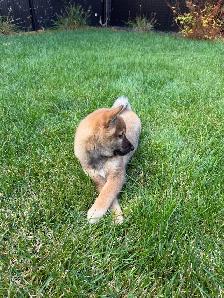 Magnifique chiot Shiba Inu Mâle - TOUT MATERIEL INCLUS