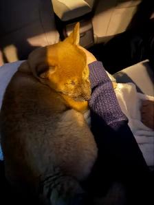 Magnifique chiot Shiba Inu Mâle - TOUT MATERIEL INCLUS - Photo 2