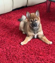 Magnifique chiot Shiba Inu Mâle - TOUT MATERIEL INCLUS - Photo 3