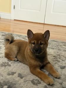 Magnifique chiot Shiba Inu Mâle - TOUT MATERIEL INCLUS - Photo 4