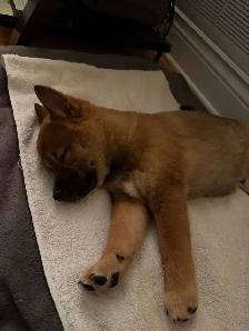 Magnifique chiot Shiba Inu Mâle - TOUT MATERIEL INCLUS - Photo 5