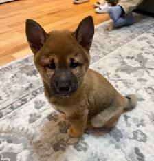 Magnifique chiot Shiba Inu Mâle - TOUT MATERIEL INCLUS - Photo 6