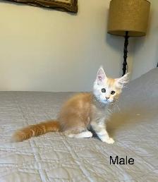 Maine Coon Kittens - Photo 2