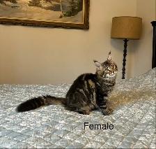 Maine Coon Kittens - Photo 4