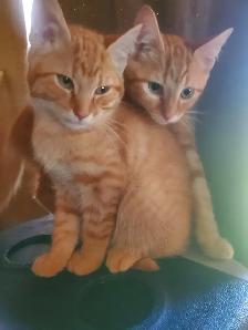 Two 4 month old male kittens - Photo 4