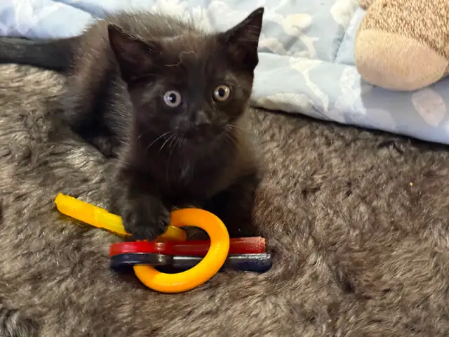 Playful black kitten looking for a loving forever home