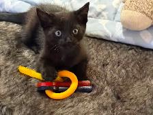 Playful black kitten looking for a loving forever home