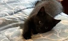 Playful black kitten looking for a loving forever home - Photo 2