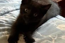 Playful black kitten looking for a loving forever home - Photo 3