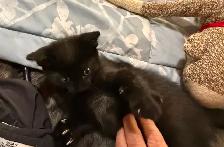 Playful black kitten looking for a loving forever home - Photo 4