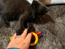 Playful black kitten looking for a loving forever home - Photo 5