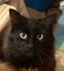 Playful black kitten looking for a loving forever home - Photo 6
