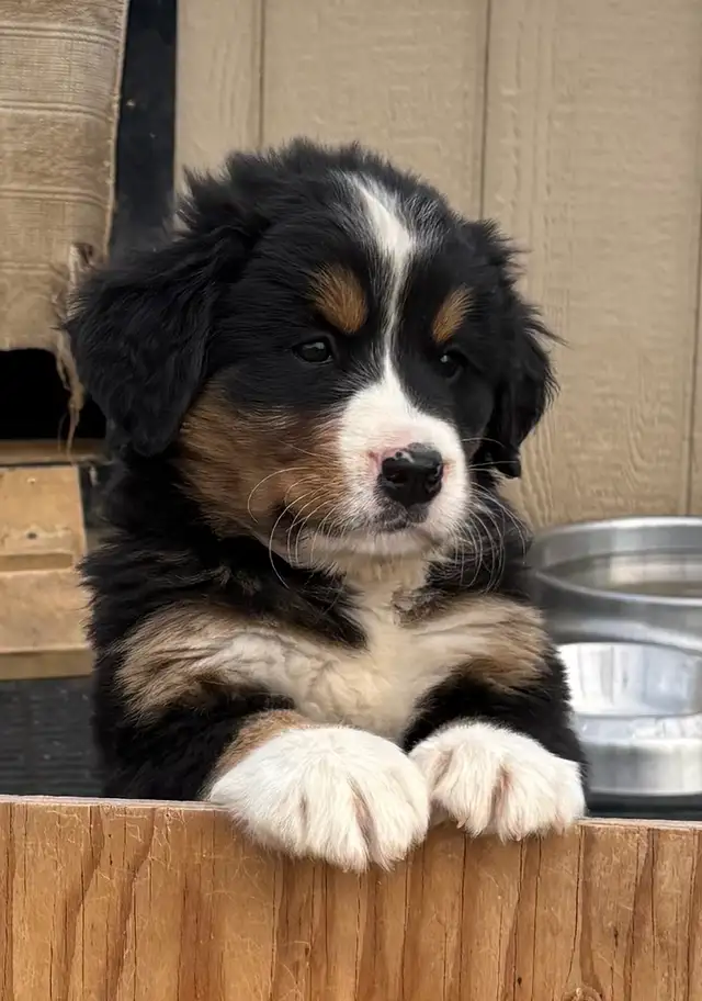 Bernese Mountain Dog Puppies