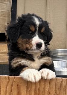 Bernese Mountain Dog Puppies