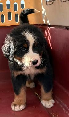 Bernese Mountain Dog Puppies - Photo 2