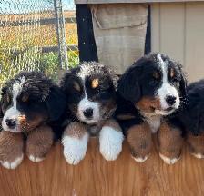 Bernese Mountain Dog Puppies - Photo 3