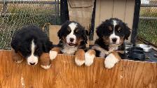 Bernese Mountain Dog Puppies - Photo 4