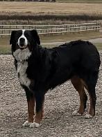 Bernese Mountain Dog Puppies - Photo 5