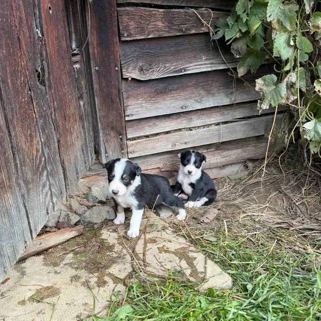 Broder Collie pups from working parents