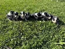 Broder Collie pups from working parents - Photo 2