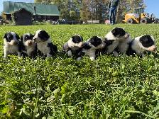 Broder Collie pups from working parents - Photo 3