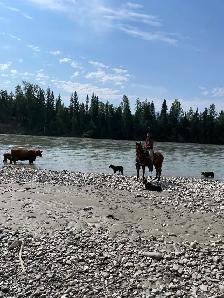 Broder Collie pups from working parents - Photo 4