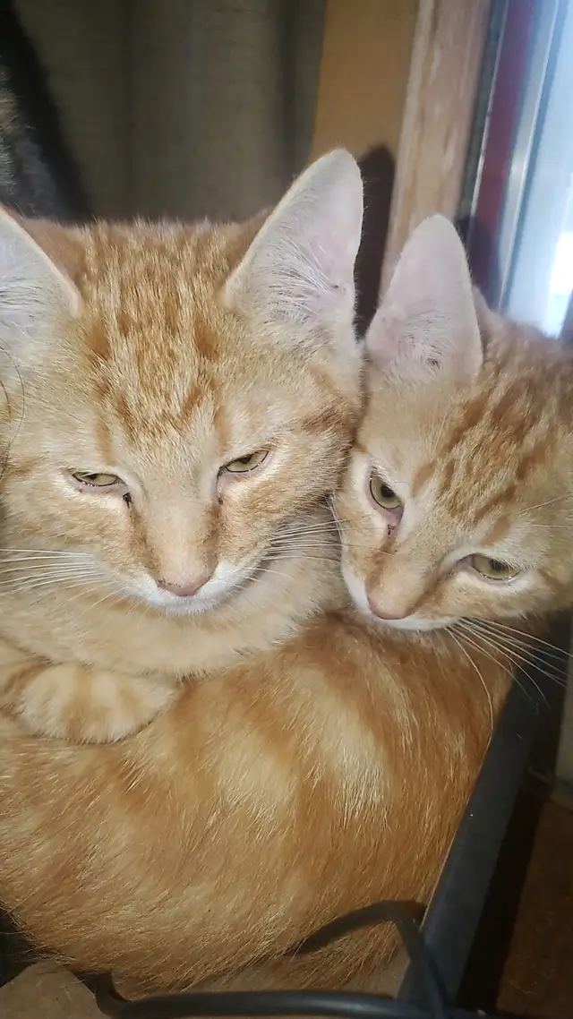 Male kittens 4 month old