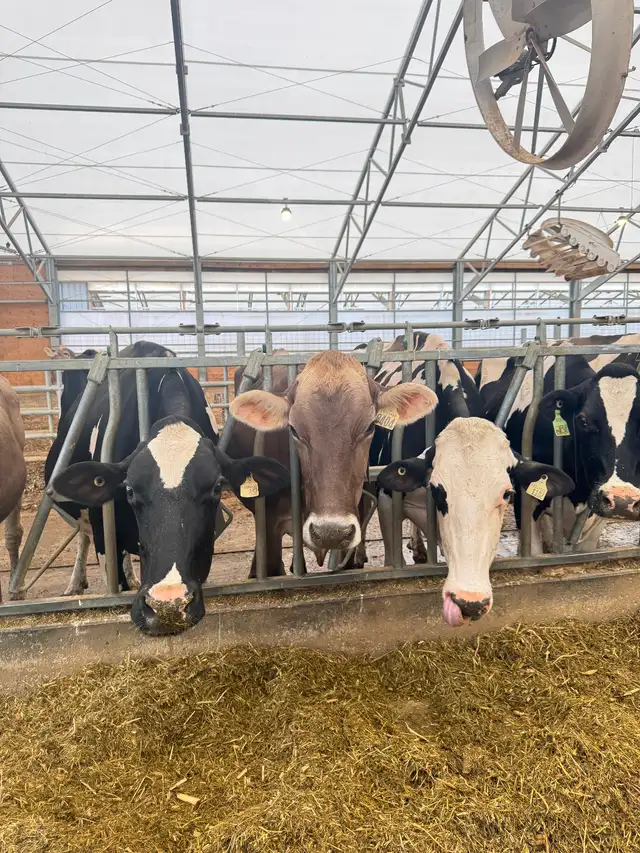 Dairy Farm worker