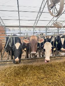 Dairy Farm worker