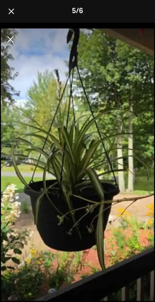 3 GROSSES PLANTES ARAIGNÉES $15./ CHACUNE