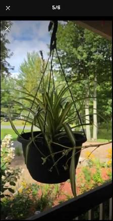 3 GROSSES PLANTES ARAIGNÉES $15./ CHACUNE