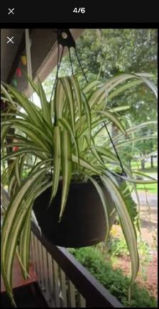 3 GROSSES PLANTES ARAIGNÉES $15./ CHACUNE - Photo 2