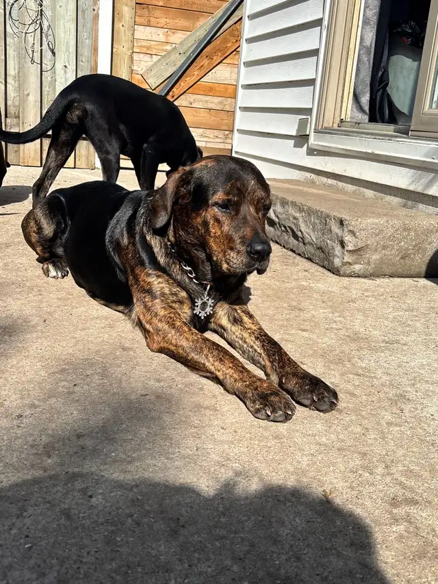 Rottweiler , German Shepherd, Bull mastiff, Cane Corso mix