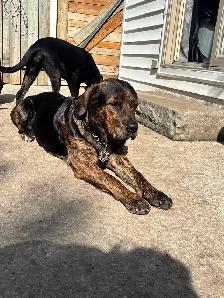 Rottweiler , German Shepherd, Bull mastiff, Cane Corso mix