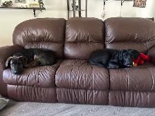 Rottweiler , German Shepherd, Bull mastiff, Cane Corso mix - Photo 2