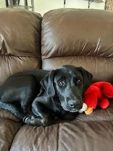 Rottweiler , German Shepherd, Bull mastiff, Cane Corso mix - Photo 3