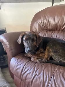 Rottweiler , German Shepherd, Bull mastiff, Cane Corso mix - Photo 4