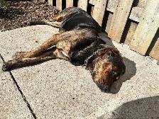 Rottweiler , German Shepherd, Bull mastiff, Cane Corso mix - Photo 5