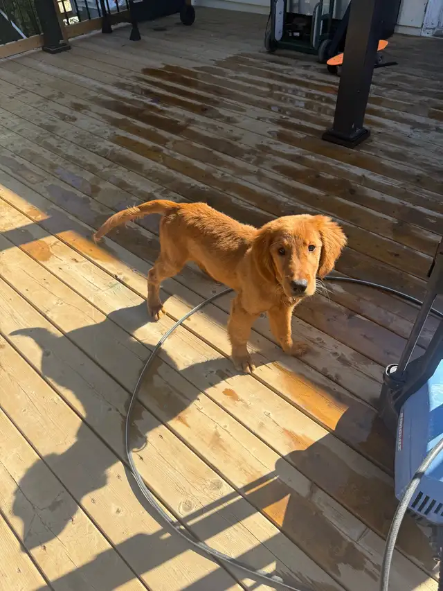 Golden Retriever Puppy