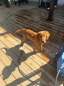 Golden Retriever Puppy