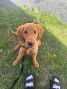 Golden Retriever Puppy - Photo 2